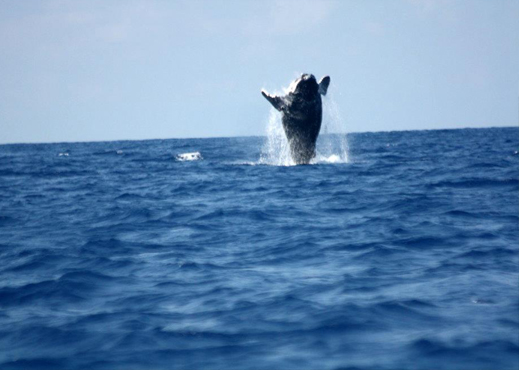 Baleines à l'île Maurice